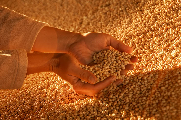 Human hands with soy harvest.
