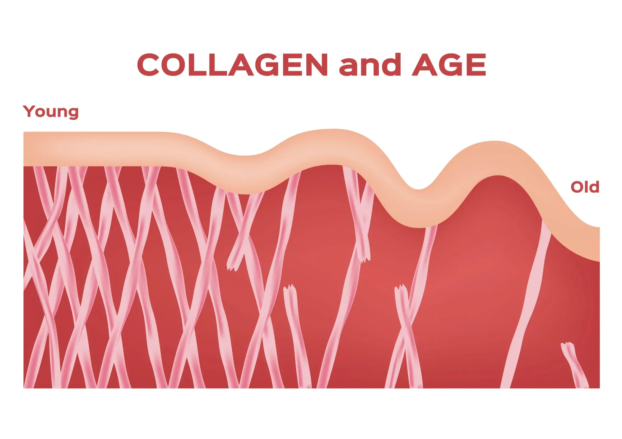The Decline of Collagen with Age