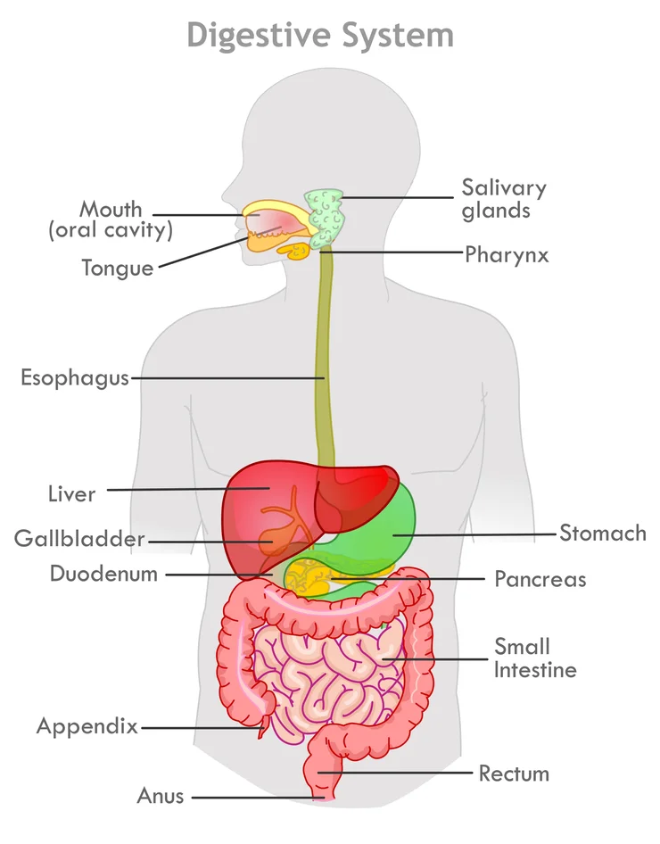 A diagram of the anatomy of the human digestive system