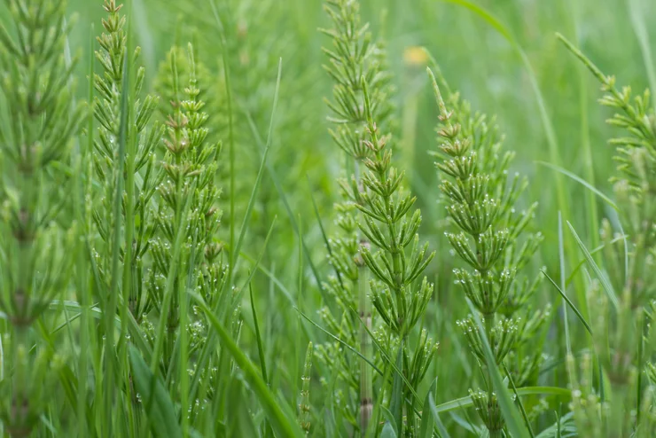 Close up of horsetail plant