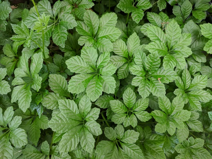 Close up of gynostemma plant