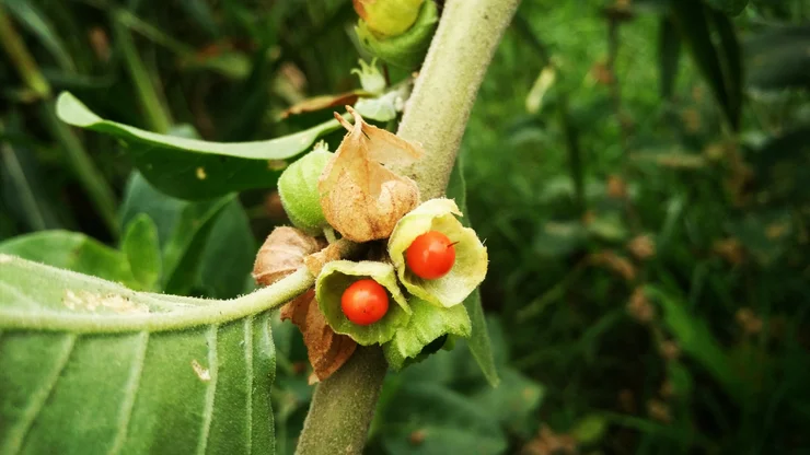 A close up photo of the Ashwagandha plane with red berries