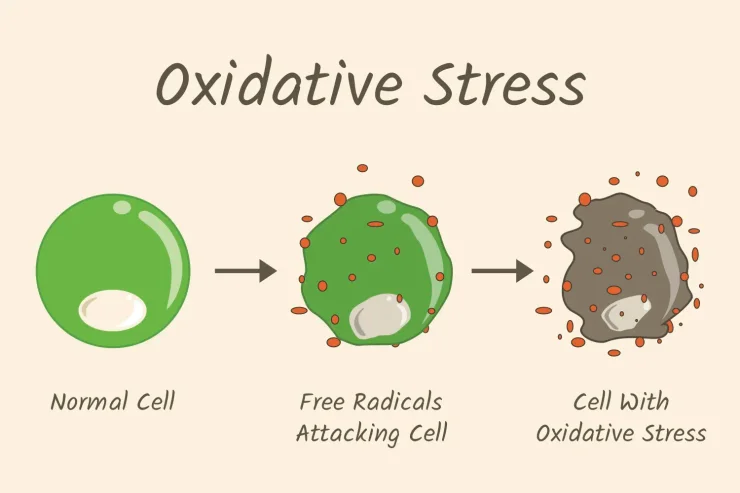 Graphic Showing the Cycle of Oxidative Stress