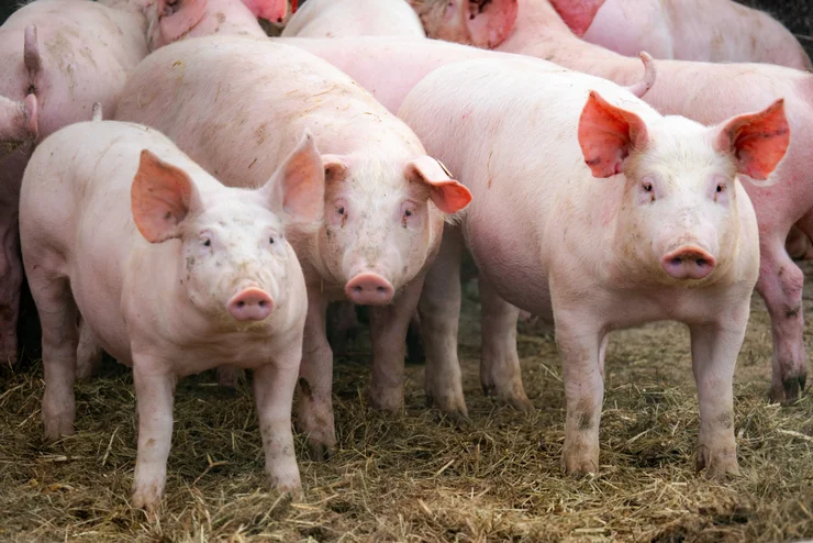 A group of pigs