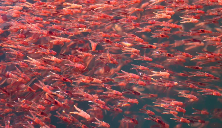 Small Antarctic krill swarming through the ocean