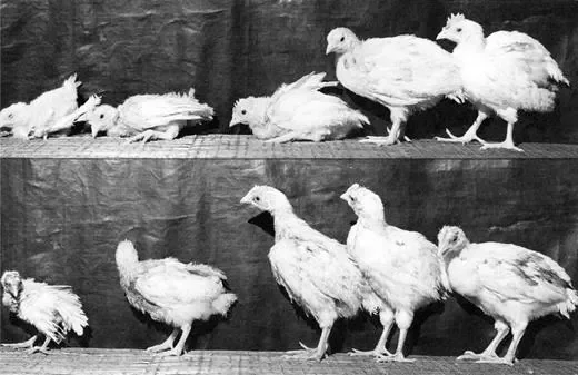 Stunted growth of zinc deficient chickens 