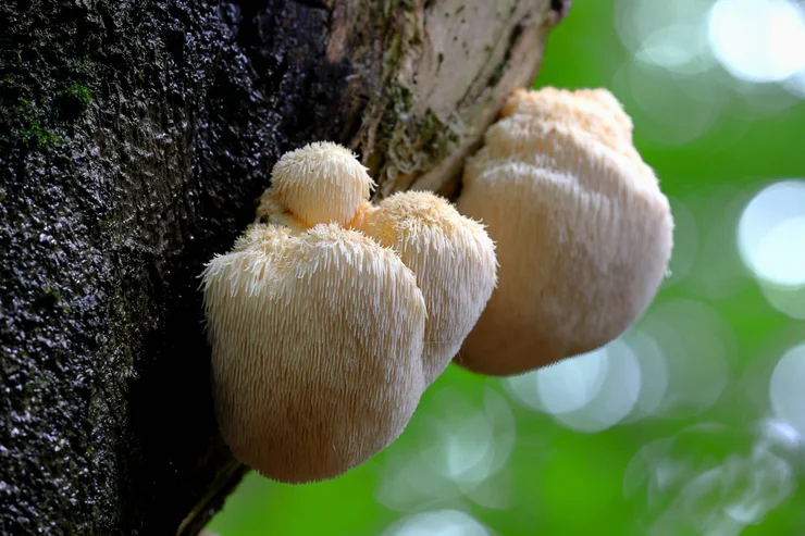 Lion's mane growing naturally on the side of a tree