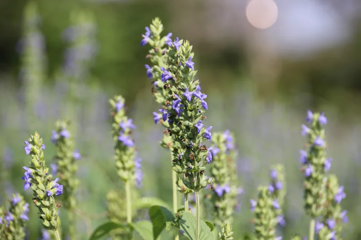 Close up of the Salvia hispanica flower growing