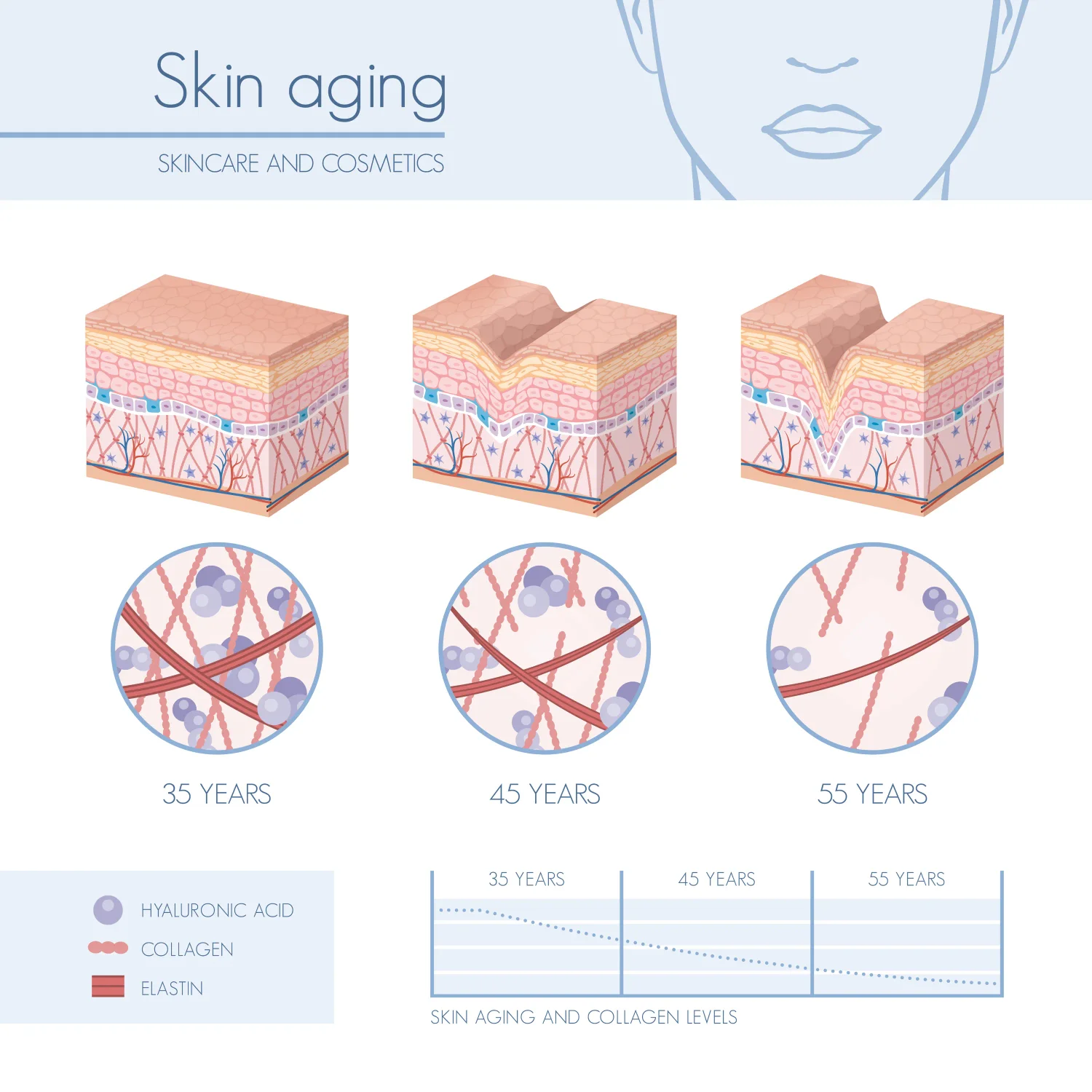 Skin Aging and Collagen Infographic