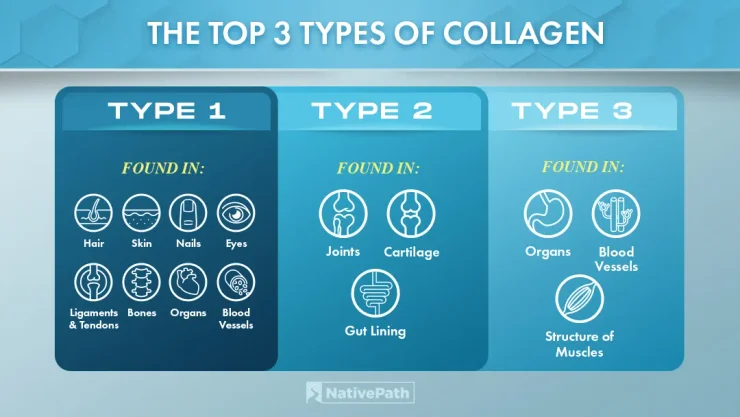 Top 3 Types of Collagen