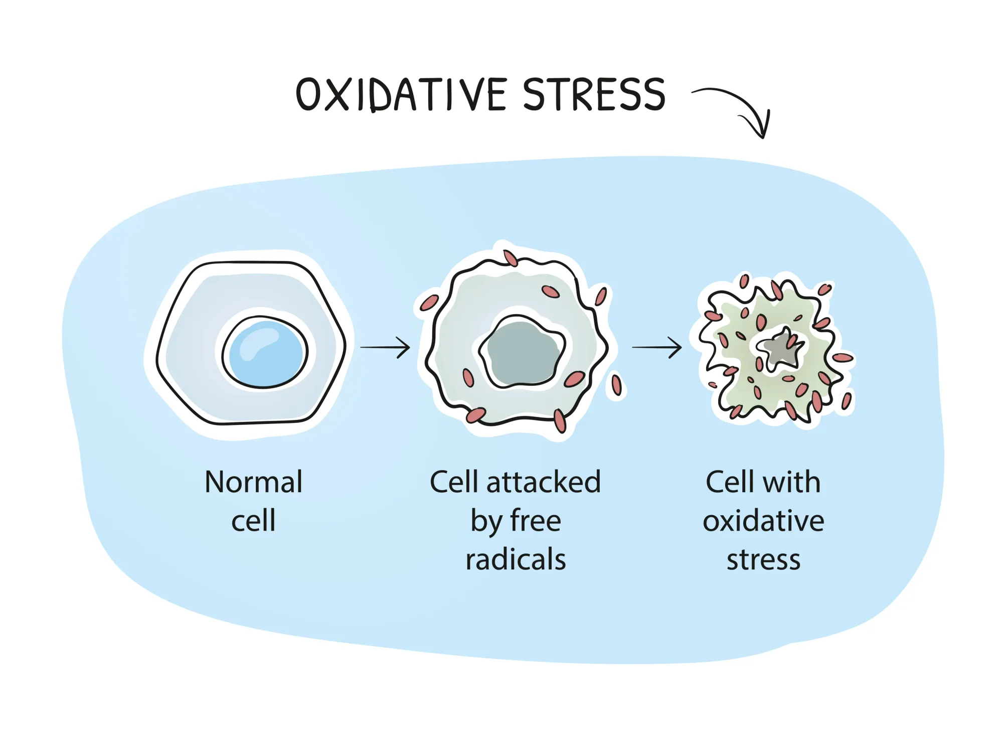 Oxidative stress and cellular aging. A healthy cell being attacked by free radicals. Hand-drawn cartoon sketch vector illustration, marker style coloring.