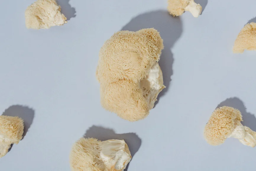 Fresh lion's mane mushroom scattered on light blue/gray background.