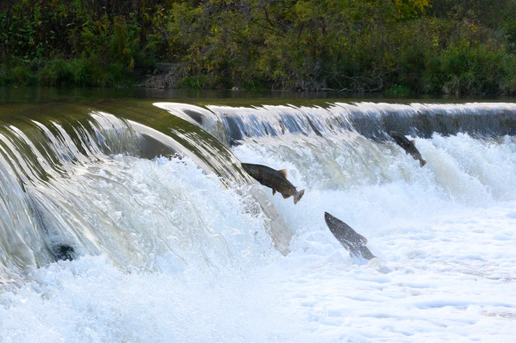 Salmon swimming upstream in a river.