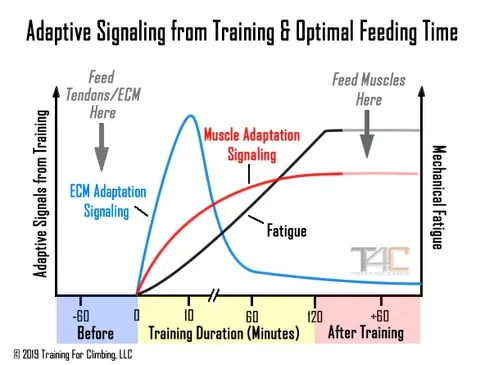 Adaptive Signaling from Training Optimal Feeding Time Exercise 101 Tendons Ligaments Strong