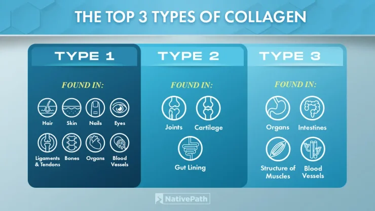 Infographic showing the top 3 types of collagen: Type 1, Type 2, and Type 3 Collagen