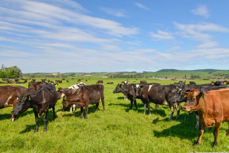 Ethically-Raised Grass-Fed Beef