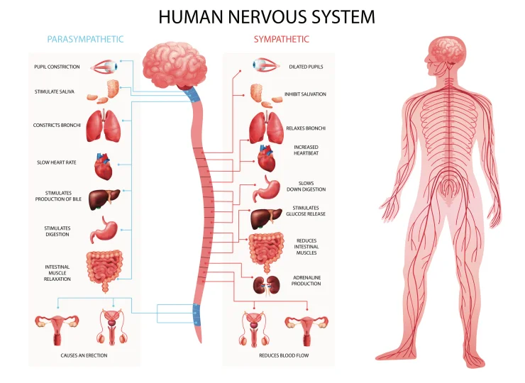 Human body nervous system sympathetic parasympathetic charts with realistic organs depiction and anatomical terminology vector illustration