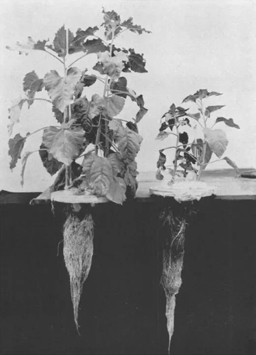 Sunflowers grown with (left) and without (right) zinc