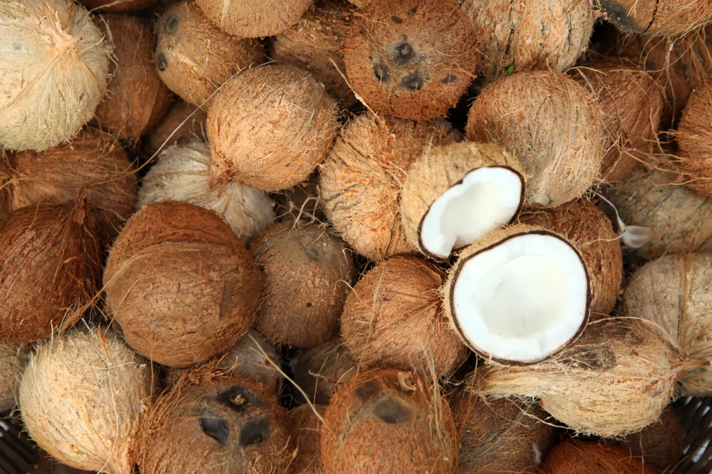 Pile of whole coconuts