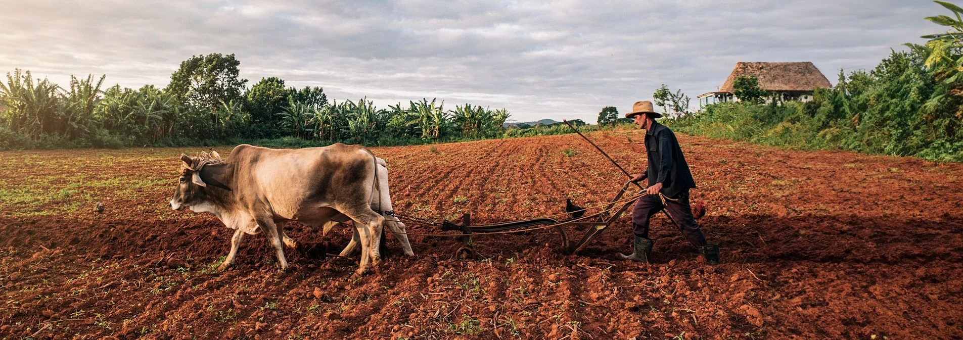 Farmer and oxen plowing field