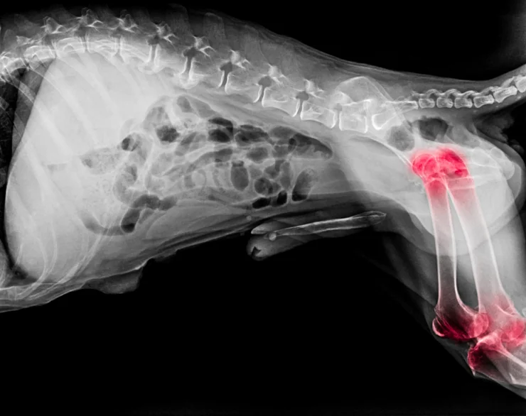 Collagen Dogs Bone Joint Health