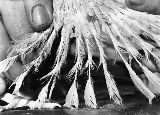Feathers of zinc deficient chickens 