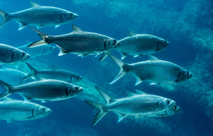 A school of silver fish swimming in the ocean