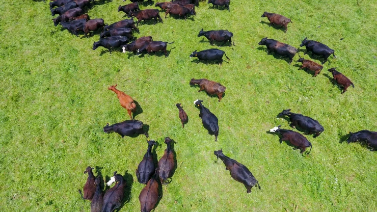 Aerial image of cattle in a green pasture in a farm in central Illinois, United States