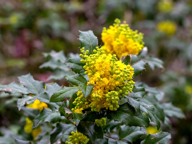 Close up of the yellow flowers of the Oregon Grape plant