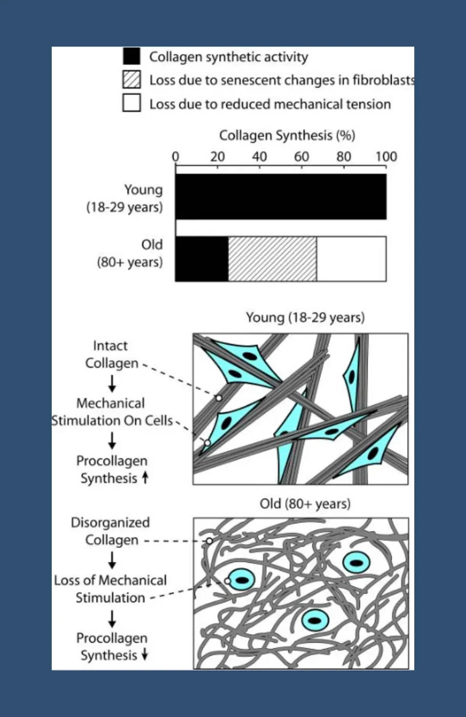 Illustration showing the difference between collagen when someone is young (18-29 years old) versus when they're older (80+ years old).