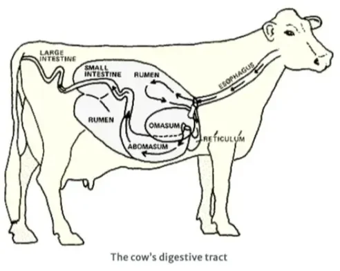 Cow Anatomy