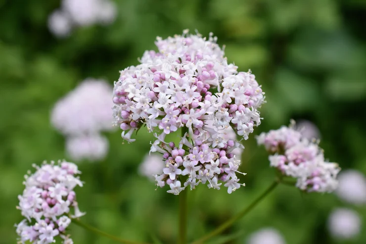 A close up shot a pink and white Valerian flower.