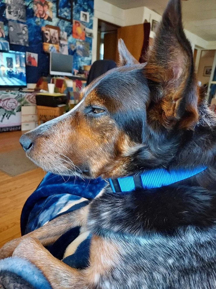 A side profile photo of a dog laying on a couch