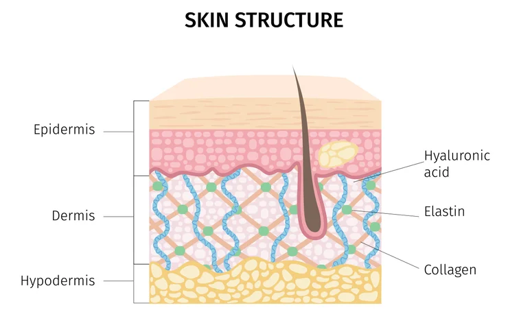 A diagram of the three layers of the skin