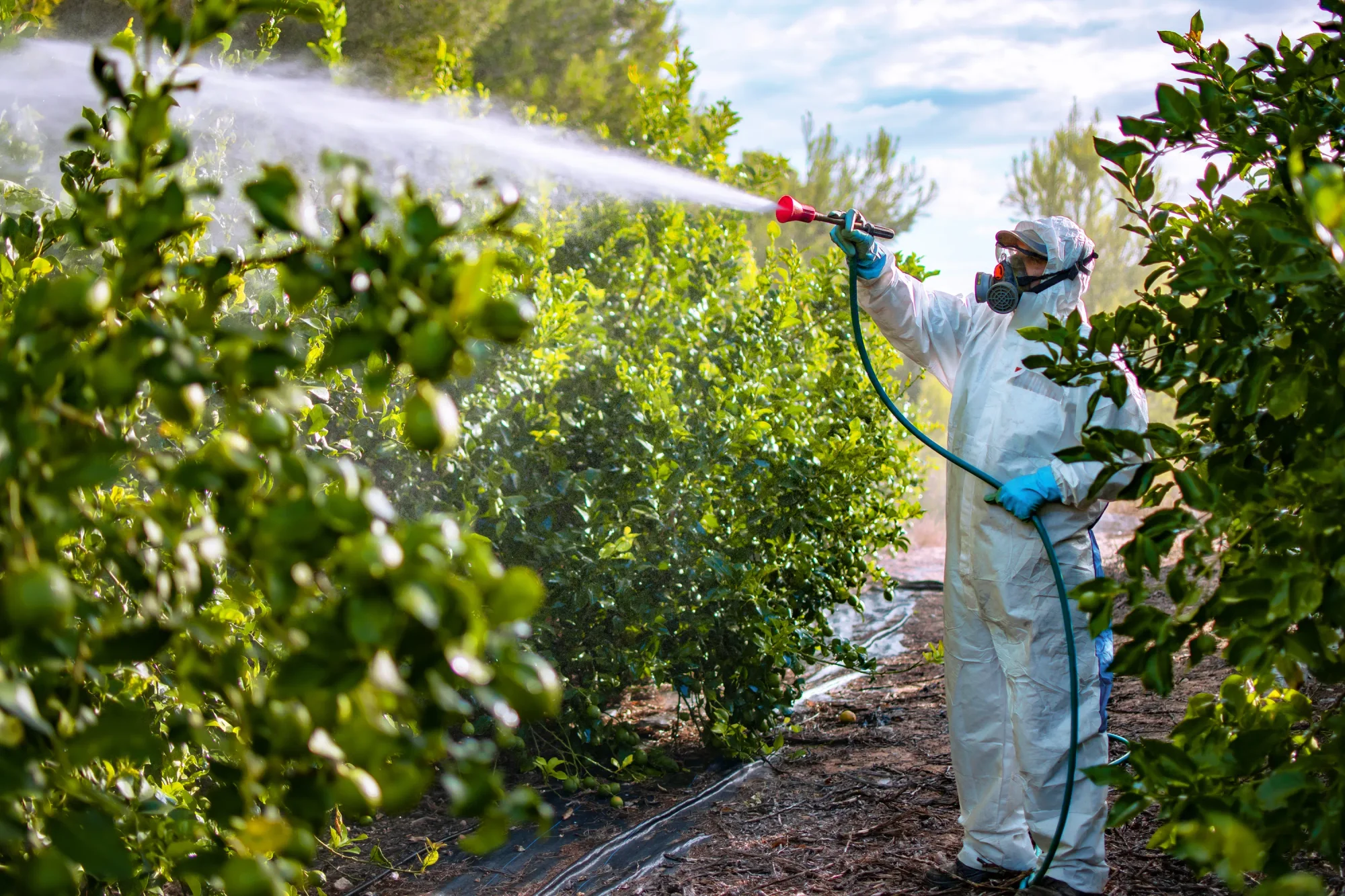 Person Spraying Pesticides on Produce