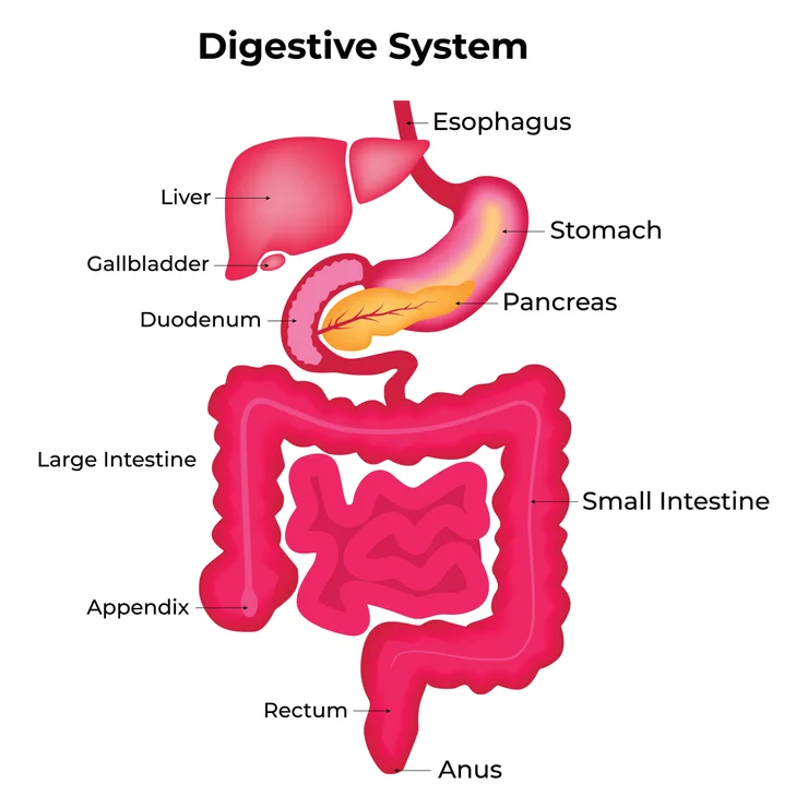 An illustration of the human digestive tract with labels