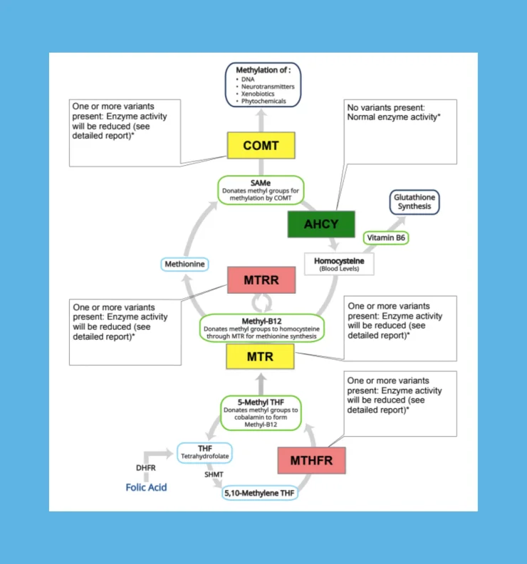 Sample patient genetic test results showing the genes with variants.