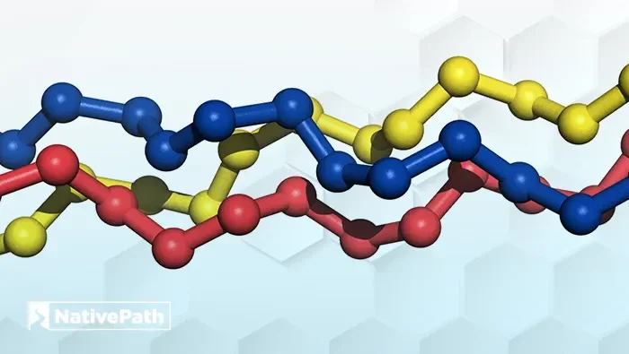 Graphic of a 3D triple-helix collagen molecule