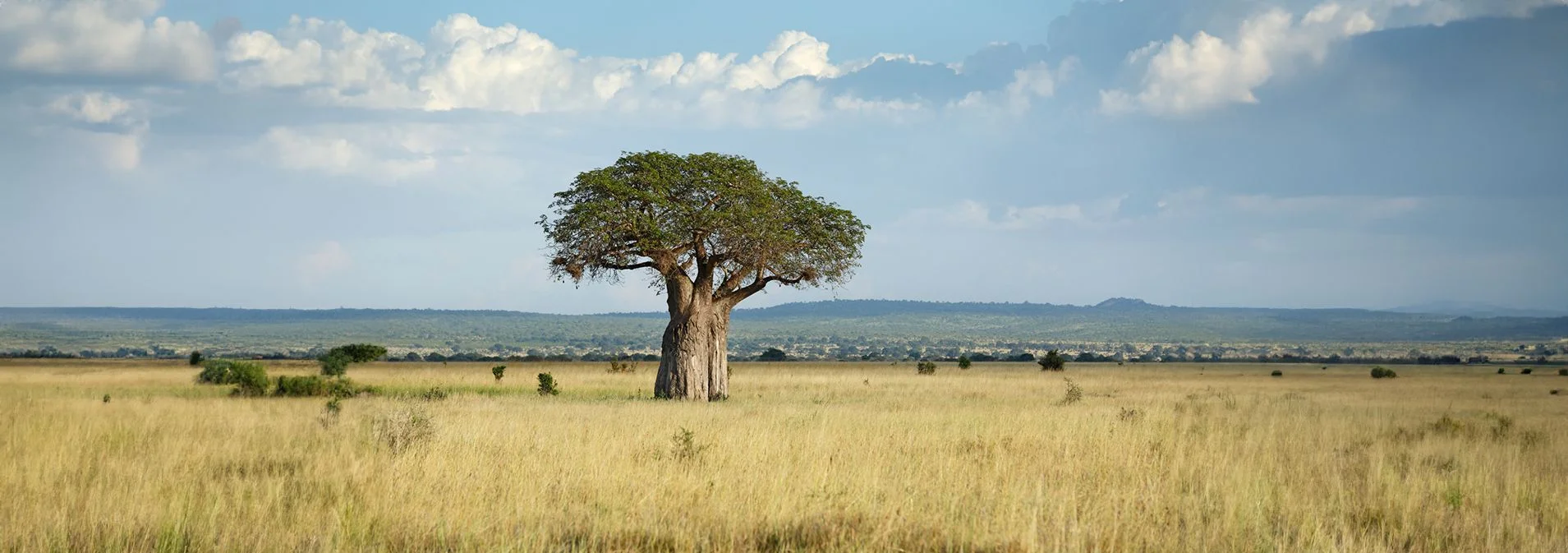 A panoramic shot of a Baobab tree in nature