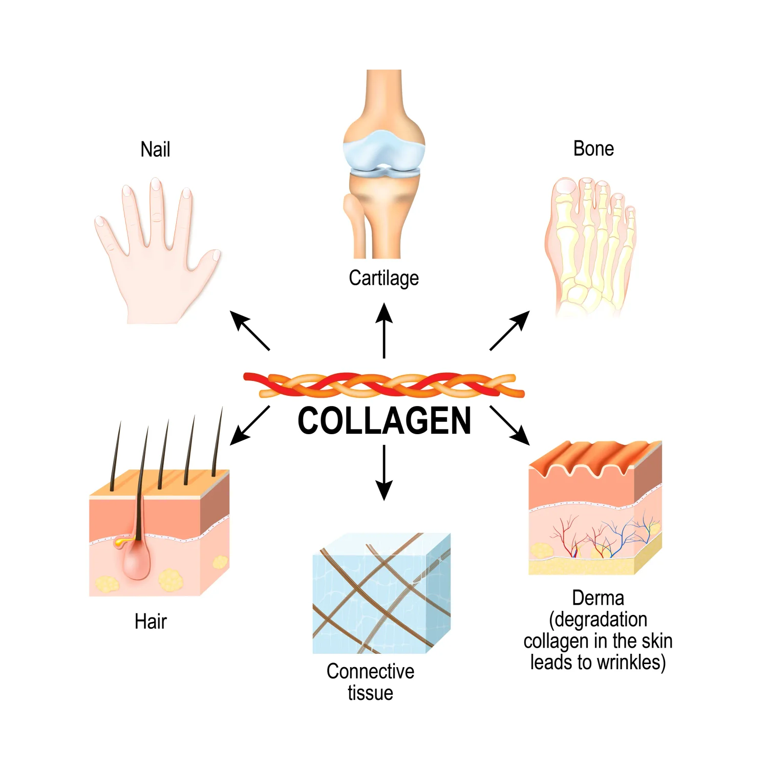Where Collagen Is In the Body Graphic