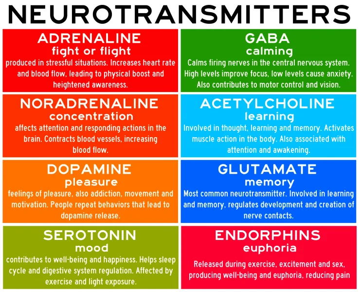 List and properties of different neurotransmitters in the human body, including GABA.