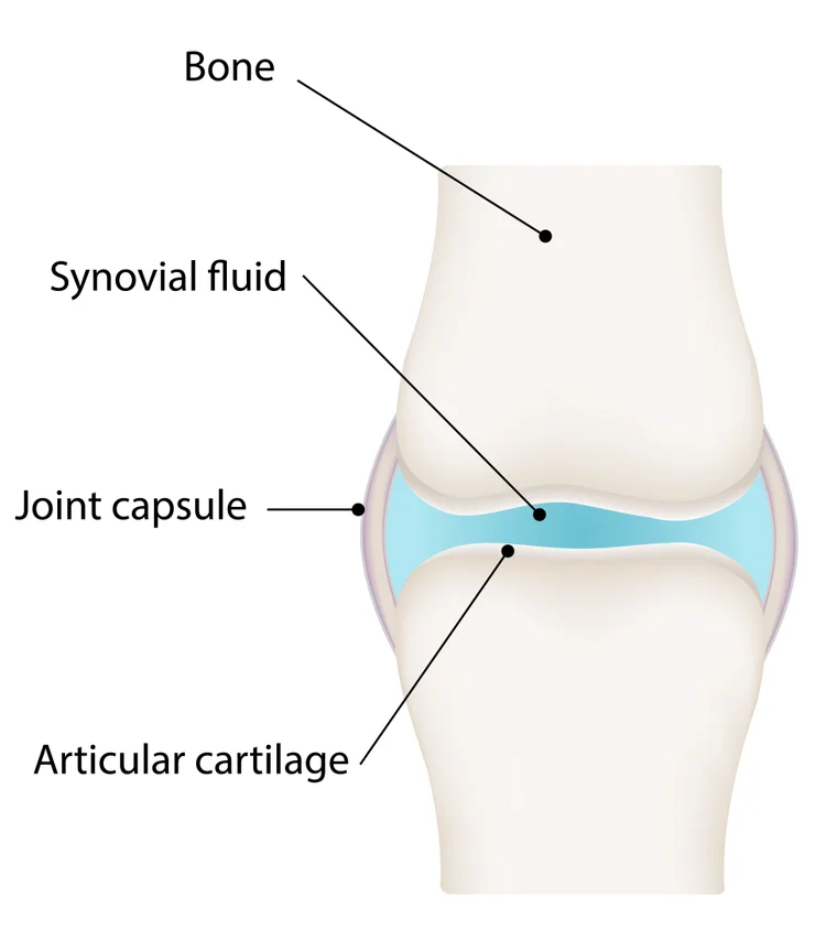 A diagram of a synovial joint with labels