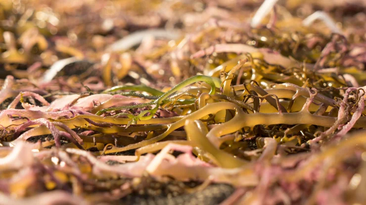 1st Stage of Drying a Natural, Fresh Carrageenan Seaweeds. Philippines Seaweed Farming.