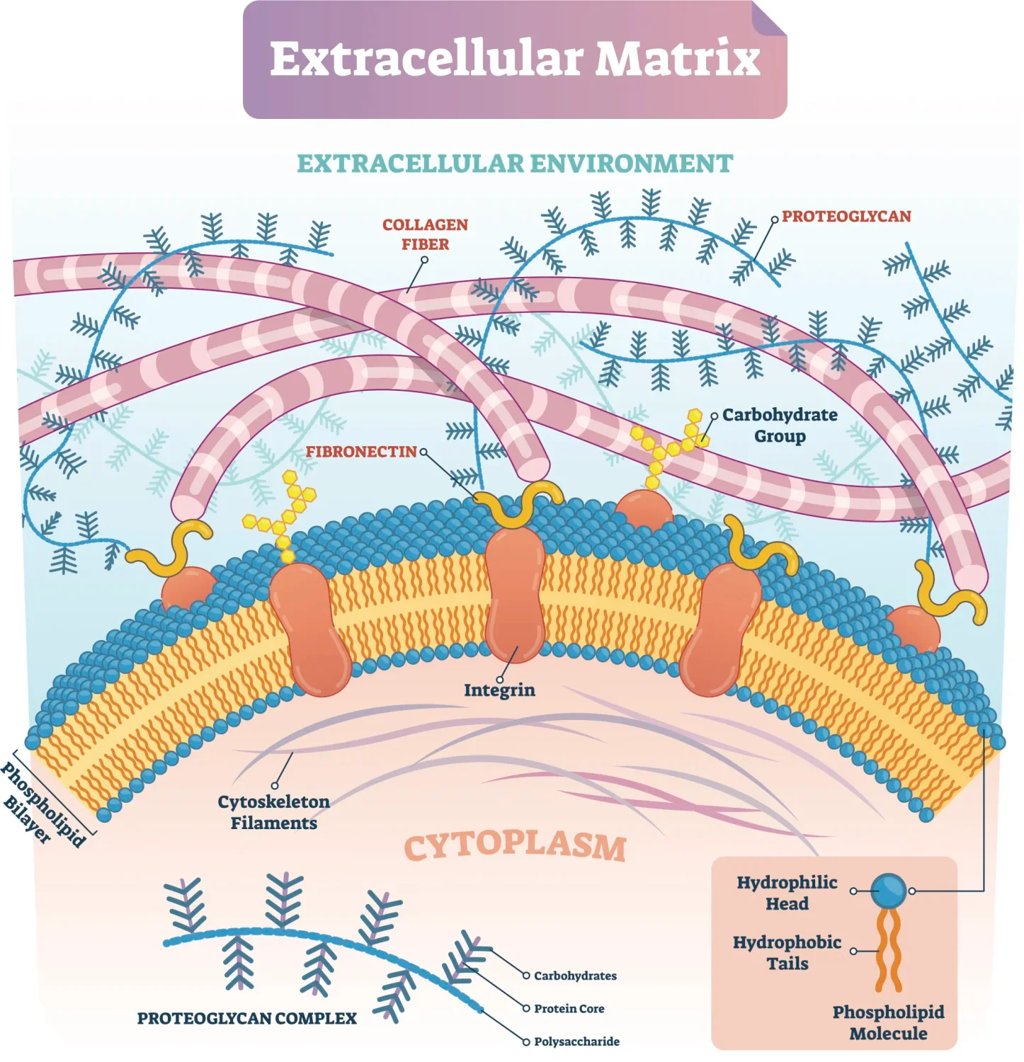 Graphic Showing the Extracellular Matrix