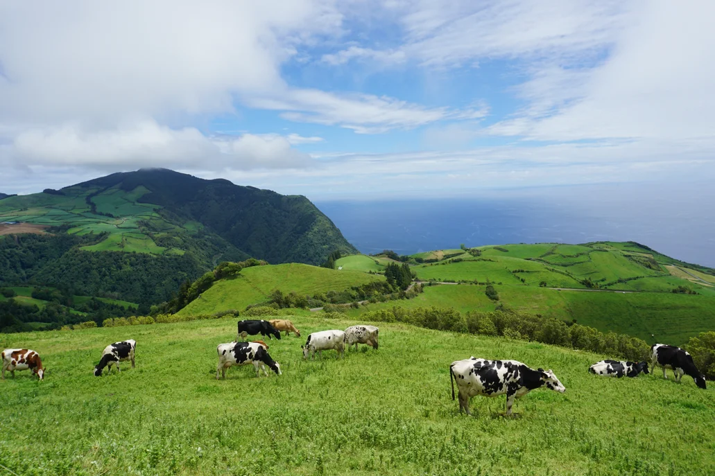 Cows grazing in an open field.