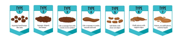 The Bristol Stool chart
