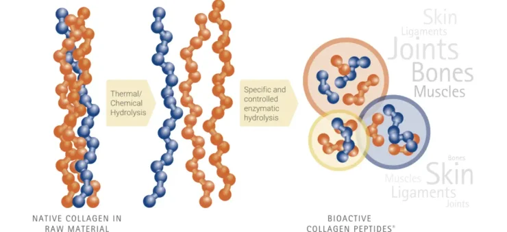 Graphic showing the difference between native collagen in raw material and bioactive collagen peptides.