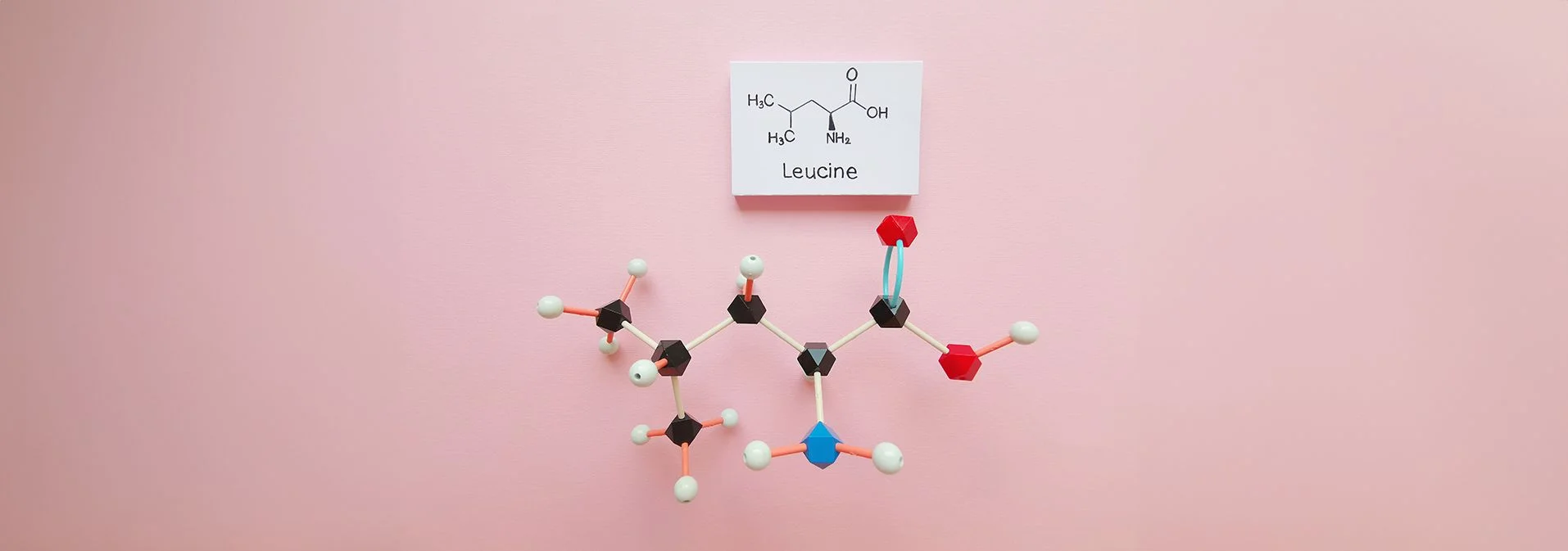 A model of a molecule of leucine on a pink background with a label