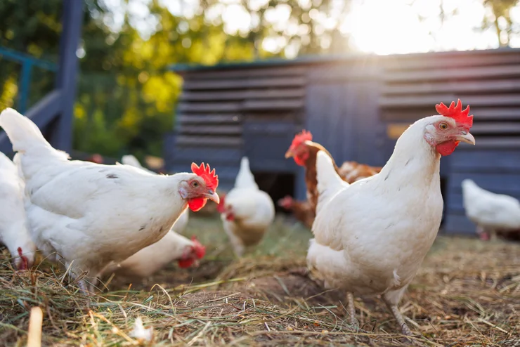 A photo of a flock of chickens