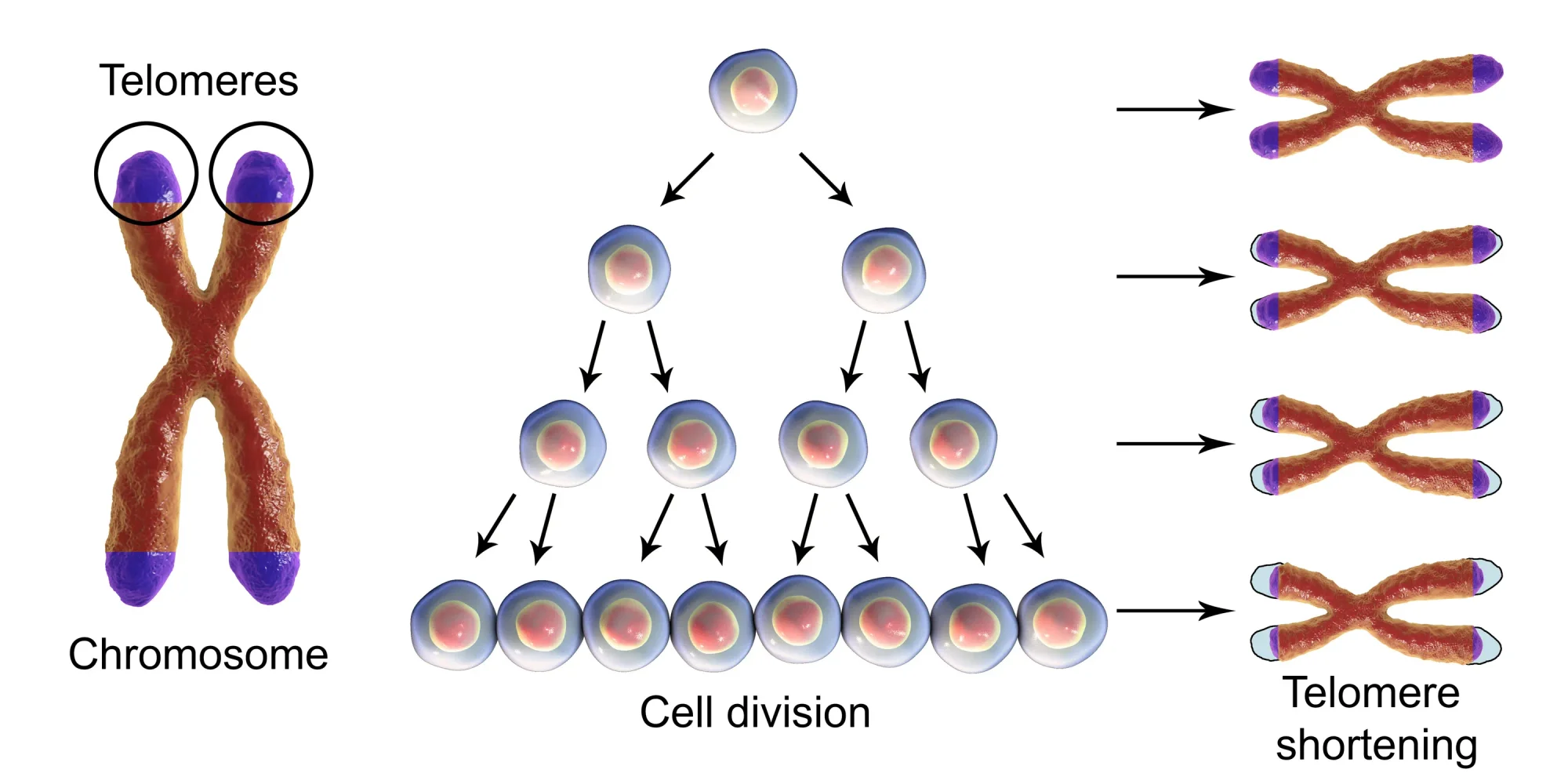 Telomere shortening with each round of cell division, conceptual 3D illustration. Telomeres shorten with age and during different pathological processes